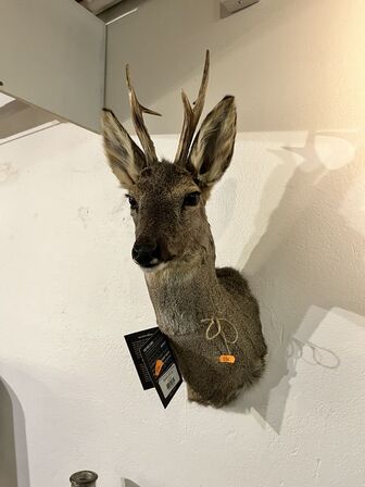 Jagttrofæ Rådyrhoved