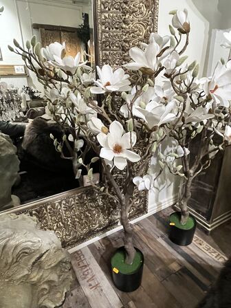Magnolia træ 120 cm