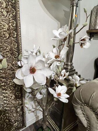 Magnolia træ 120 cm