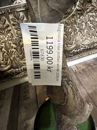 Magnolia træ 120 cm