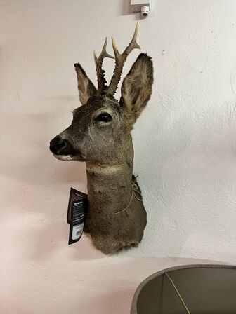 Jagttrofæ Rådyrhoved