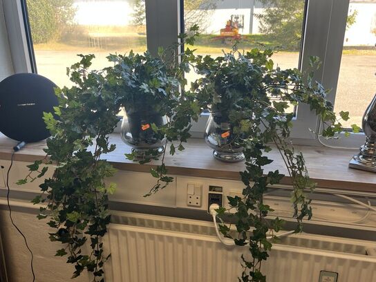 2 stk. Vaser m. Plante