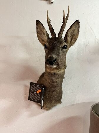 Jagttrofæ Rådyrhoved