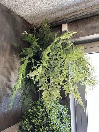 Træ i potte inkl. Bregne