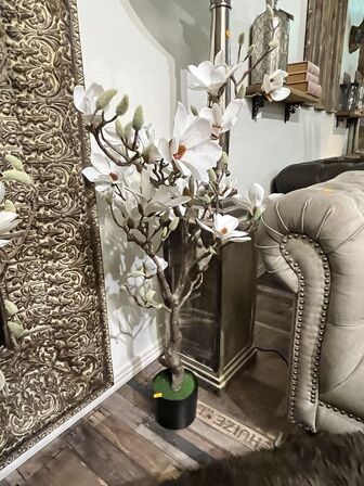 Magnolia træ 120 cm