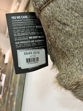 Jagttrofæ Rådyrhoved