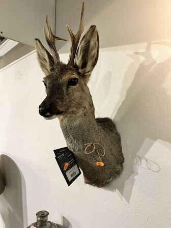 Jagttrofæ Rådyrhoved