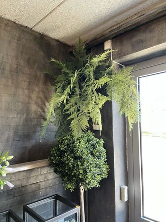 Træ i potte inkl. Bregne