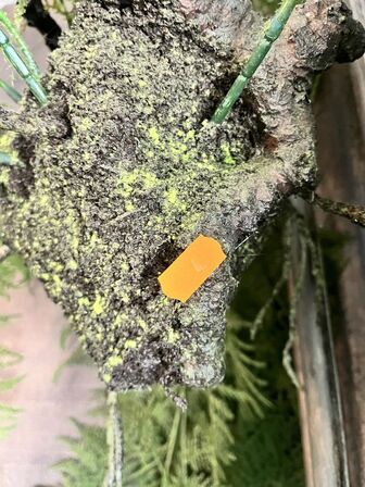 Træ i potte inkl. Bregne