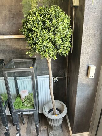 Træ i potte inkl. Bregne