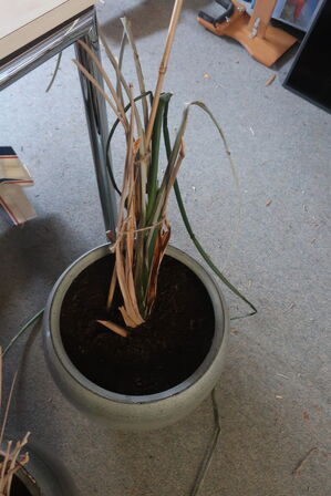 2 stk. krukker med planter