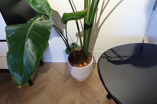 Plante i krukke FERM LIVING