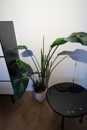 Plante i krukke FERM LIVING