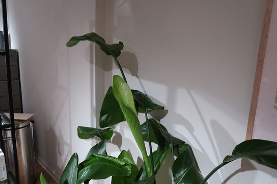 2 stk. planter i krukke