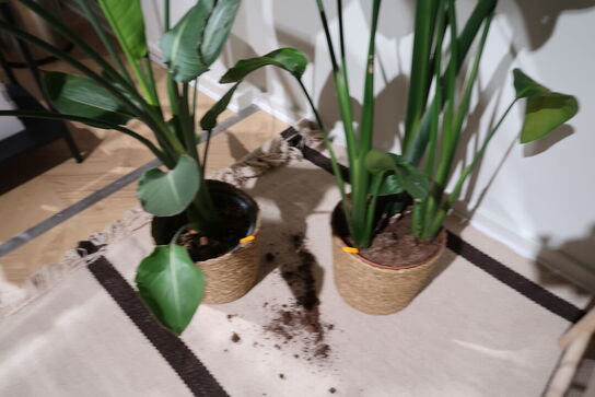 2 stk. planter i krukke