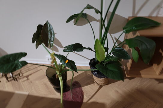 2 stk. planter i krukke