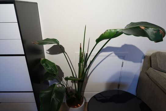 Plante i krukke FERM LIVING