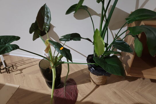 2 stk. planter i krukke