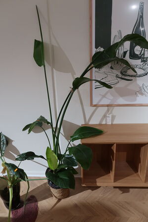 2 stk. planter i krukke