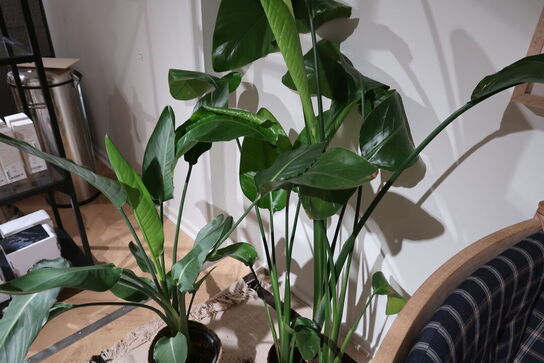 2 stk. planter i krukke