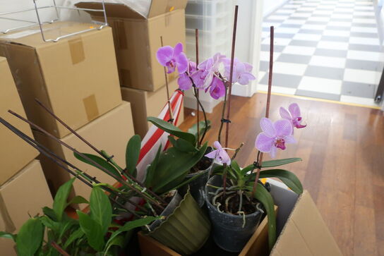 Diverse planter 