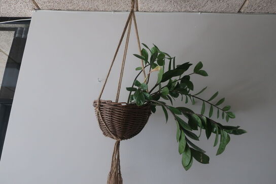 Diverse planter i loftet m.m.