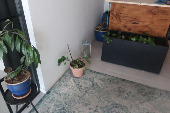 Diverse planter og krukker m.m.