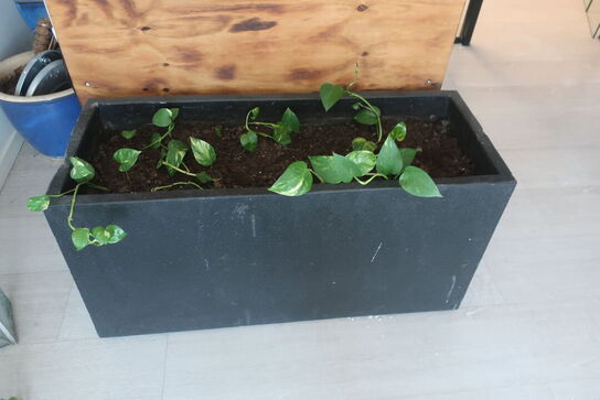 Diverse planter og krukker m.m.