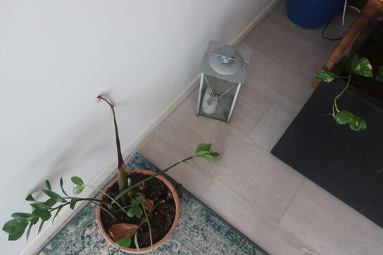 Diverse planter og krukker m.m.