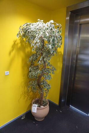 Plante 