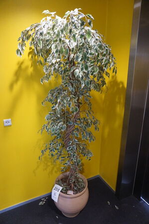 Plante 