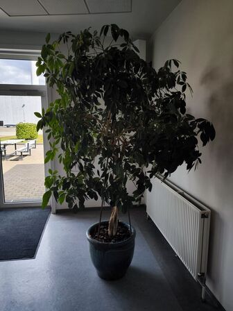Stor plante i krukke