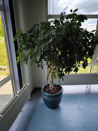 Stor plante i krukke