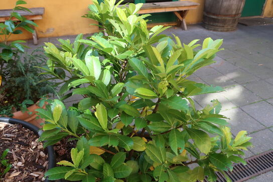 Plante