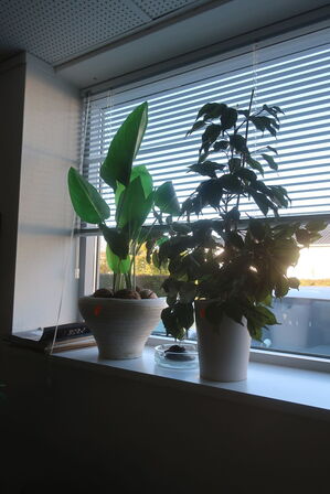 7 stk. kundstige planter